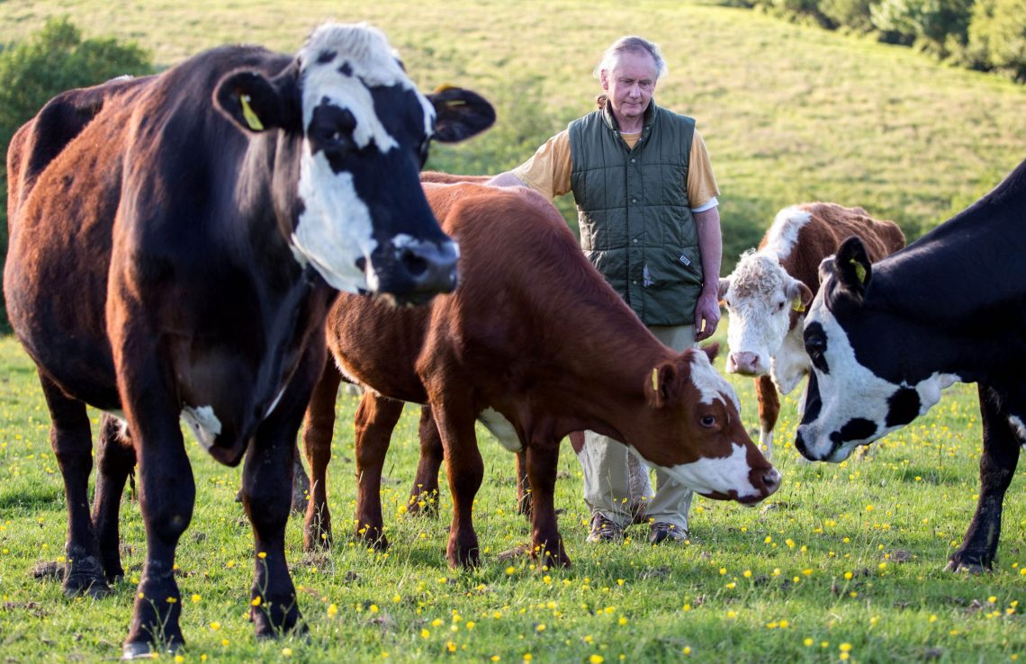 Farmer Gives His Cows To A Sanctuary After Seeing Them “Terrified”