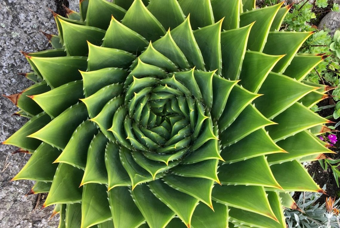 Studies on Plants Suggest Consciousness Exists As A Separate Entity From The Brain