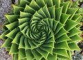 Studies on Plants Suggest Consciousness Exists As A Separate Entity From The Brain