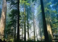 Living Close To Trees Comes With A Number Of Health Benefits