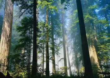 Living Close To Trees Comes With A Number Of Health Benefits