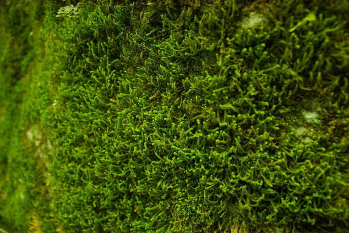 Moss That Removes Arsenic From Contaminated Water So It’s Safe To Drink Discovered