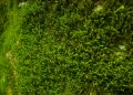 Moss That Removes Arsenic From Contaminated Water So It’s Safe To Drink Discovered