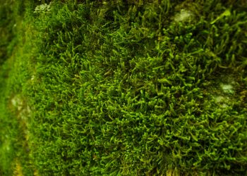Moss That Removes Arsenic From Contaminated Water So It’s Safe To Drink Discovered