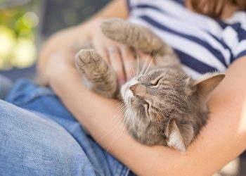 The Amazing Healing Power Of A Cats Purr